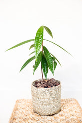Syzygium sp. Sulawesi